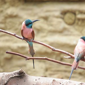 Northern Carmine bee-eater (Merops nubicus)