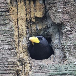 Grosbeak starling (Scissirostrum dubium)