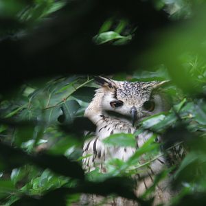 Indian eagle-owl (Bubo bengalensis)