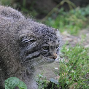 Pallas's cat (Otocolobus manul)