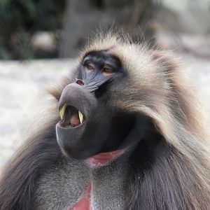 Gelada (Theropithecus gelada)