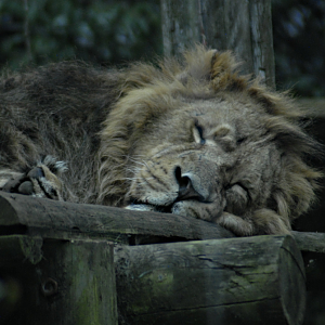 A wimaweh, a wimaweh, a wimaweh, a wimaweh... - Clifton Zoo 2022