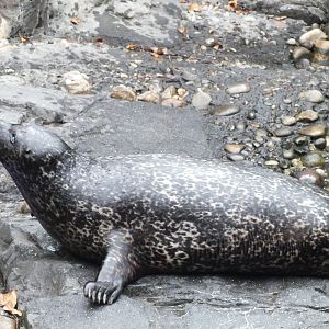 Common seal ssp.