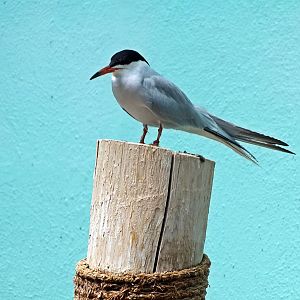 Common or Forster's tern