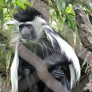 Angolan black-and-white colobus ssp.