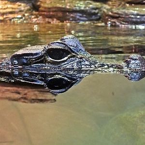 Dwarf crocodile