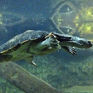 Mary River turtle