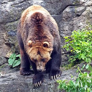 Sitka brown bear