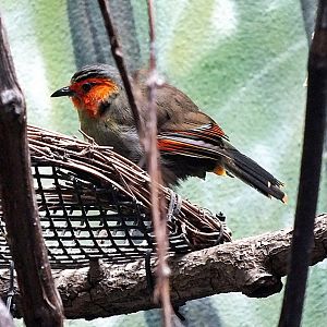 Scarlet-faced liocichla
