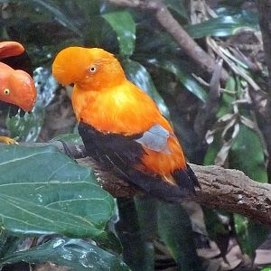 Andean cock-of-the-rock ssp.