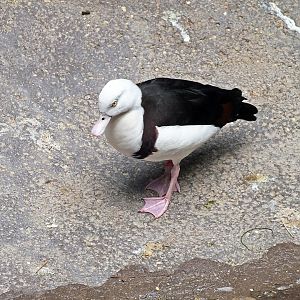 Moluccan radjah shelduck