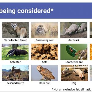 Proposed Species For Detroit Zoo KidZone