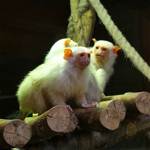 Silvery marmoset