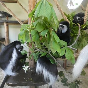Black-and-white colobus monkeys