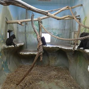 Sulawesi crested macaque enclosure