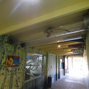 Over-head squirrel monkey tunnel