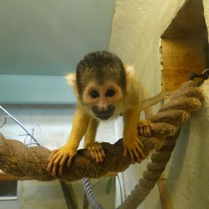 Squirrel monkey