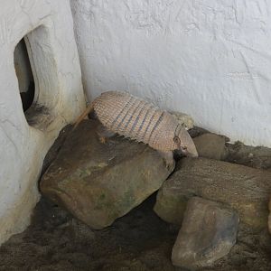 Six-banded armdillo