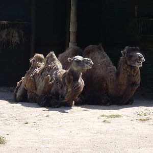 Bactrian camel