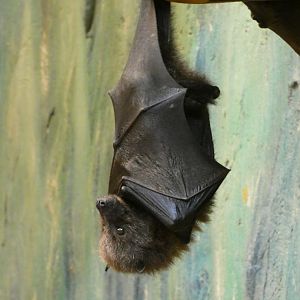 Rodrigues fruit bat