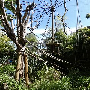 Tamarin walk-through enclosure