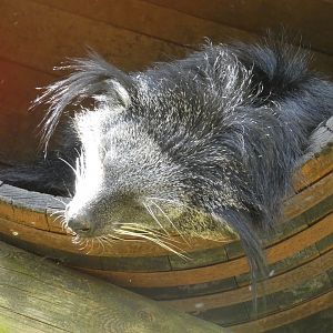 Indochinese binturong