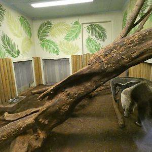 Giant anteater indoor enclosure