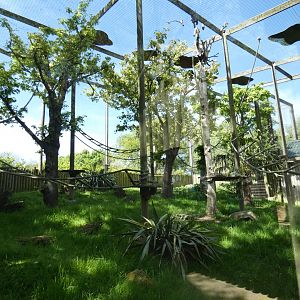 Lar gibbon enclosure