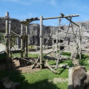 Sulawesi crested macaque enclosure