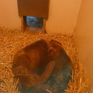 North American beaver