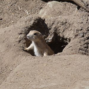 Black-tailed prarie dog