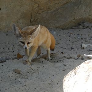 Fennec fox