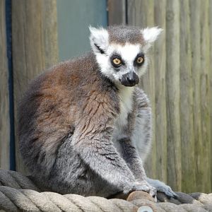 Ring-tailed lemur