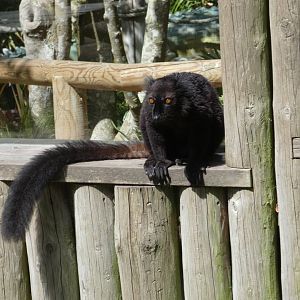 Black lemur