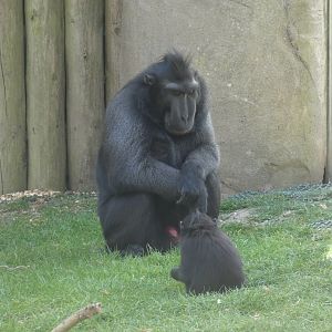 Sulawesi crested macaque
