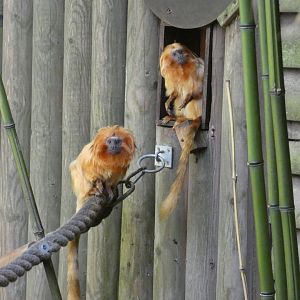 Golden lion tamarin