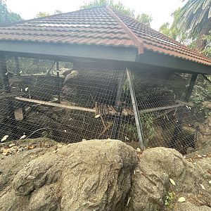 Red Panda Enclosure (Ailurus vulgens)