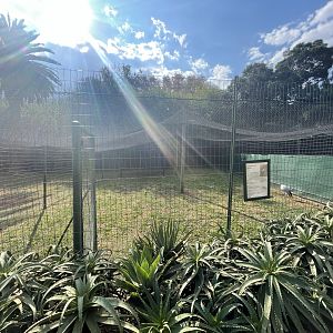 Demoiselle crane enclosure (Grus virgo)