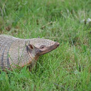 Six-banded Armadillo