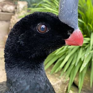 Southern Helmeted Curassow (Pauxi unicornis)