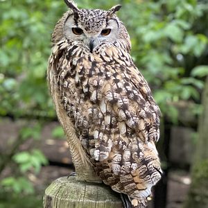 Rutland Falconry & Owl Centre - Indian Eagle Owl (Bubo bengalensis)