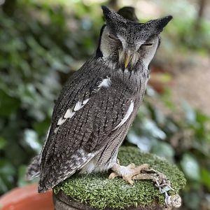 Rutland Falconry & Owl Centre - Southern White Faced Scops Owl (Ptilopsis granti)