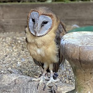 Rutland Falconry & Owl Centre - Ashy Faced Owl (Tyto glaucops)