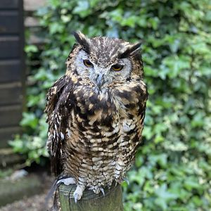 Rutland Falconry & Owl Centre - Eurasian Eagle Owl (Bubo bubo)