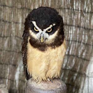Rutland Falconry & Owl Centre - Spectacled Owl (Pulsatrix perspicillata)