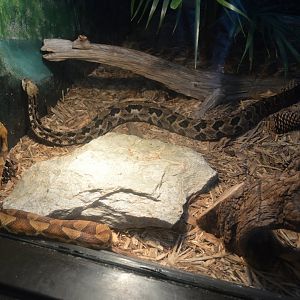 Ektopia - Northern Copperhead and Timber Rattlesnake