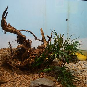 Ektopa - Burmese Python Exhibit