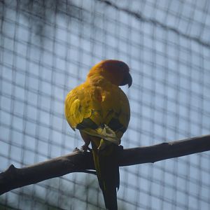 South America Aviary - Sun Conure