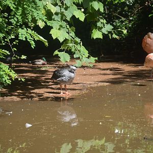 Lagoon - Southern Screamer