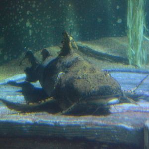 River Giants - Goonch Catfish